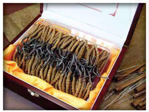 左云冬虫夏草回收